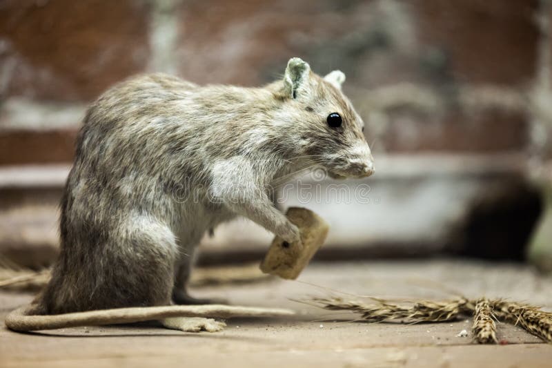Rat Animal Eating Bread Food Royalty Free Stock Images Image 27046869