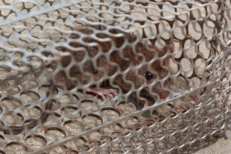 Rat avec crainte dans la cage photographie stock libre de droits Rat avec crainte dans la cage photographie stock libre de droits