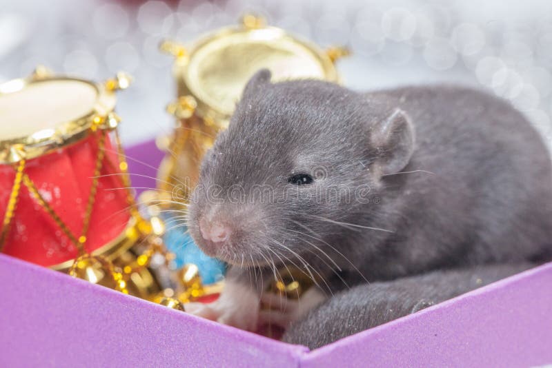 Rat Baby is Cute and Plump. Gray Stock Photo Image of epidemiologist