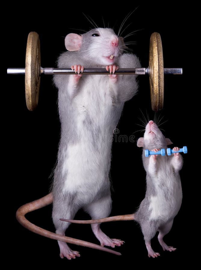 Rat Bodybuillders stock photo. Image of dumbbell, isolated 10305716