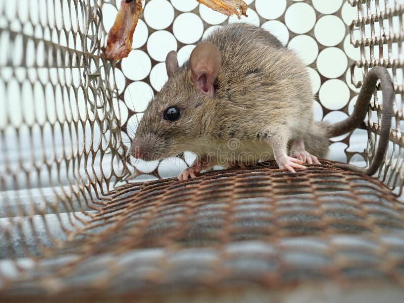 https://thumbs.dreamstime.com/b/rat-cage-mousetrap-white-background-mouse-finding-way-out-being-confined-trapping-removal-rodents-cause-dirt-294005881.jpg