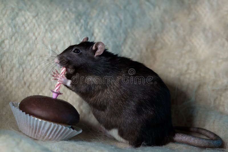 Black rat eating a cake with a candle. Black rat eating a cake with a candle