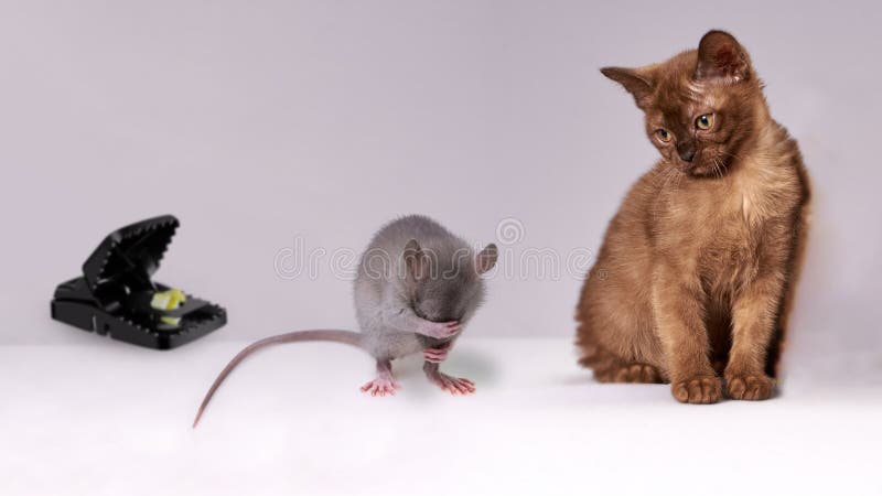 Gato escalera sobre el desesperado ratón cubierta arriba ojos a ratón una trampa para.