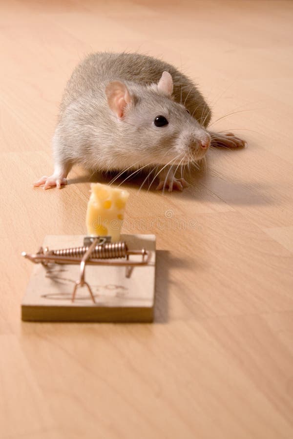 Humane Rat Trap Stock Illustration - Download Image Now - Mousetrap,  Catching, Rat - iStock