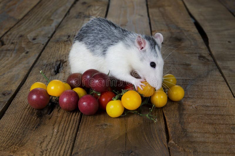 Rat and cherry tomatoes. stock photo. Image of domestic 76667390