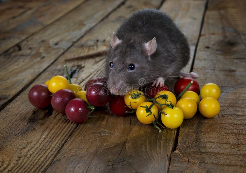 Rat and cherry tomatoes. stock image. Image of pets, rodent 76667401