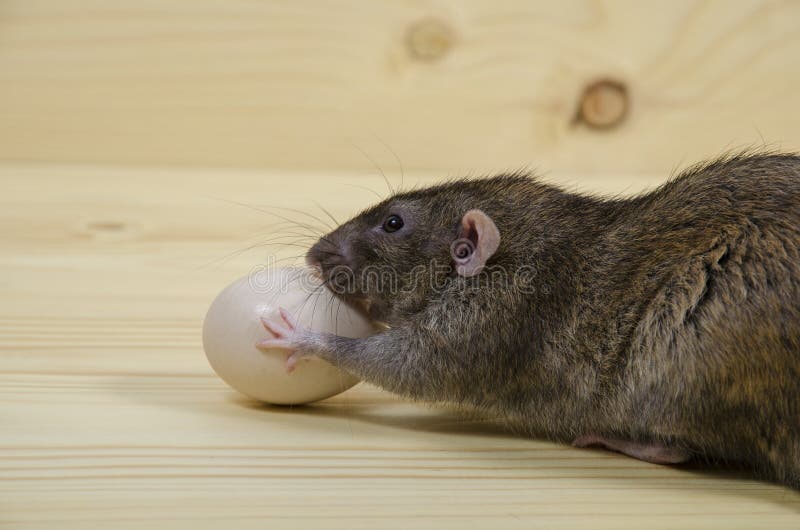 Rat and chicken egg. stock image. Image of rodent, life 121003519