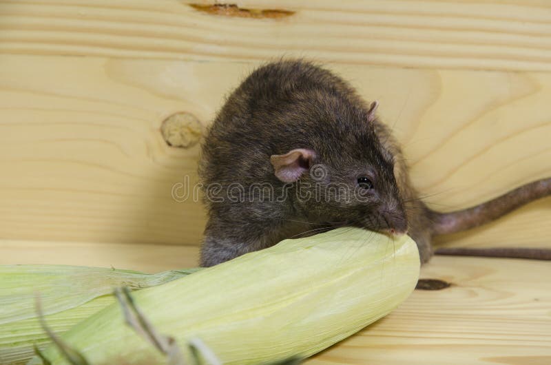 Rat and corn. stock photo. Image of rodent, rats, domestic 120973926