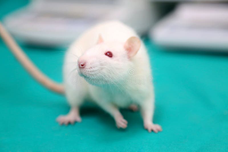Rat de laboratoire sur la table images libres de droits Rat de laboratoire sur la table images libres de droits