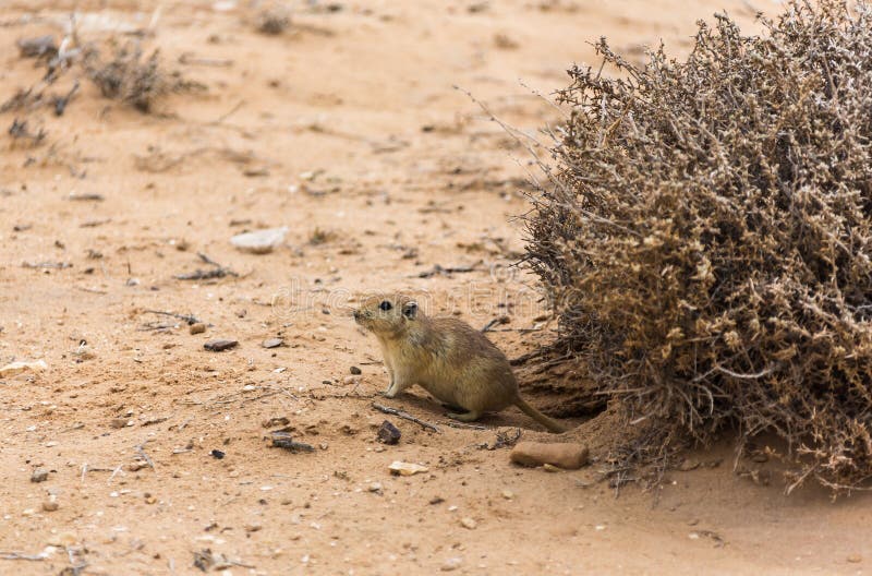 Rat in the desert