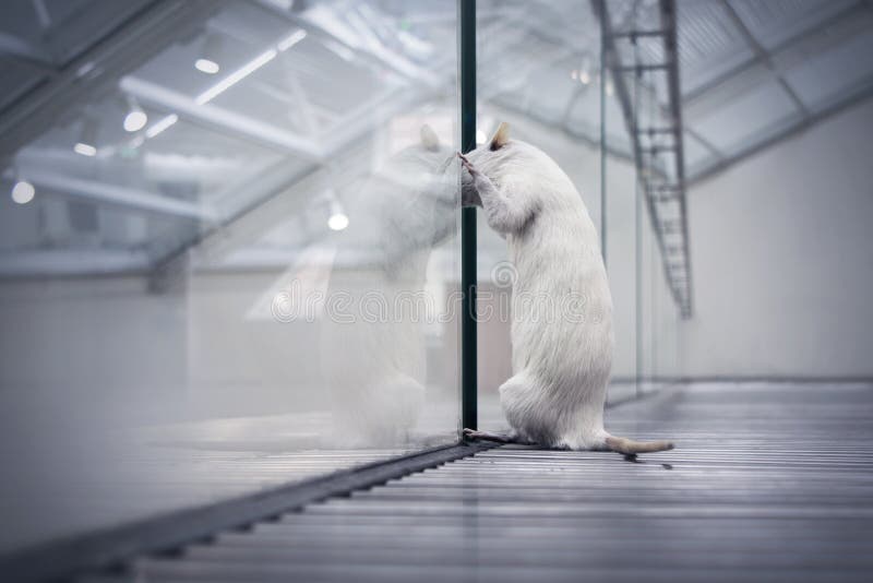 Rat die uit dromend van vrijheid kijken Rat die uit dromend van vrijheid kijken