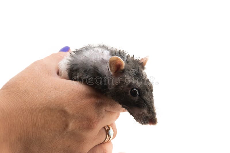 Rat décoratif noir et blanc après s'être baigné sur ses mains, sur un fond blanc photo libre de droits Rat décoratif noir et blanc après s'être baigné sur ses mains, sur un fond blanc photo libre de droits
