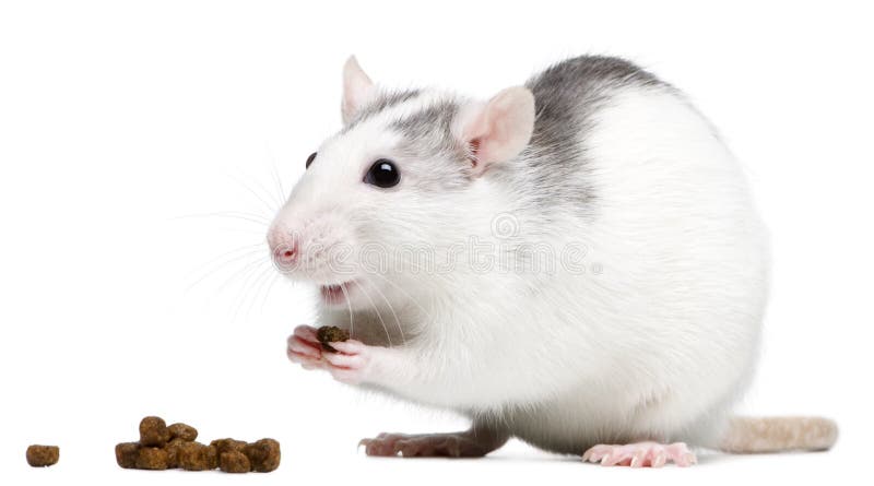 5,246 Rat Eating Stock Photos - Free & Royalty-Free Stock Photos from  Dreamstime