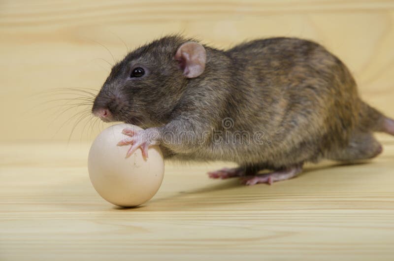 Rat and chicken egg. stock image. Image of rodent, life 121003519