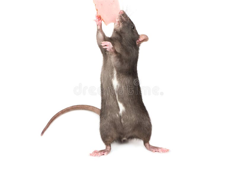 Brown Rat eating meat stock image. Image of white, portrait 12217965