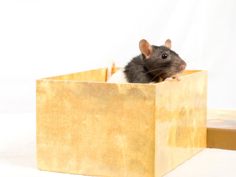 Rat in een doos.