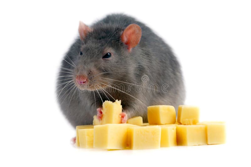 Rat en kaas