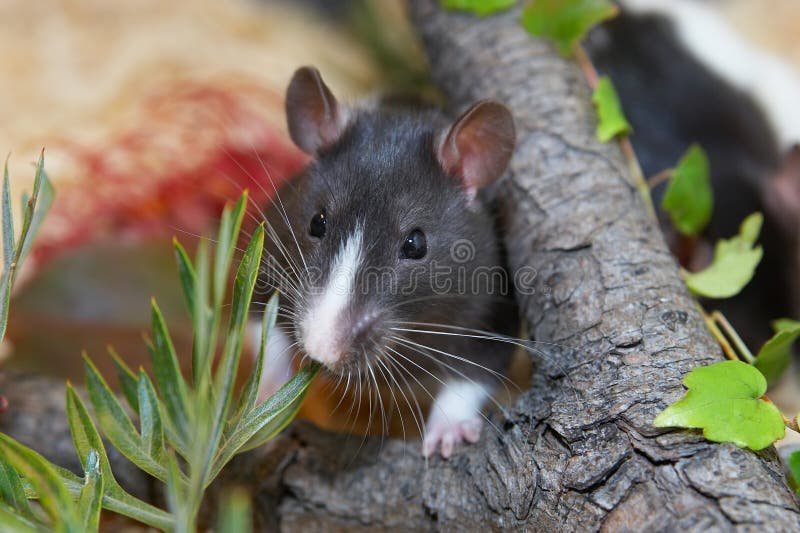 Rat in garden