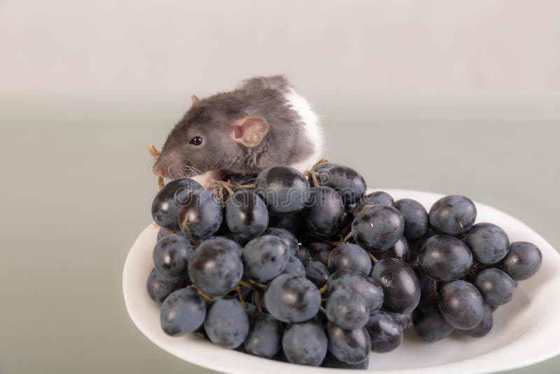 Rat with grapes stock photo. Image of refreshment, juicy 161413902