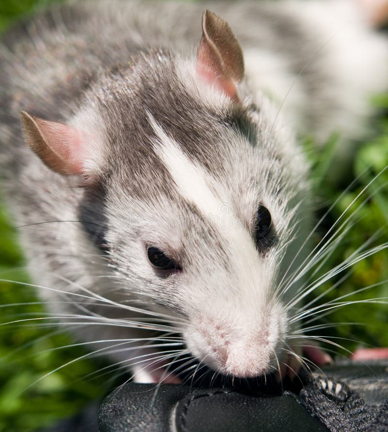 Rat in grass