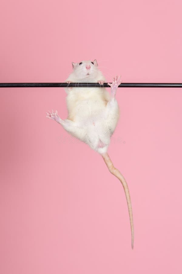 520 Hanging Rat Stock Photos Free & RoyaltyFree Stock Photos from
