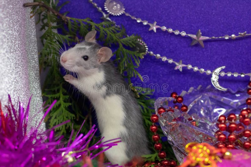 Rat i lavender Blå råtta som sitter i hand utomhus Rat är en symbol för 2020 enligt den östra kalendern arkivfoto Rat i lavender Blå råtta som sitter i hand utomhus Rat är en symbol för 2020 enligt den östra kalendern arkivfoto