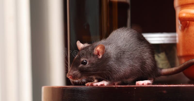 Anti Rat Sign Stock Photos - Free & Royalty-Free Stock Photos from  Dreamstime