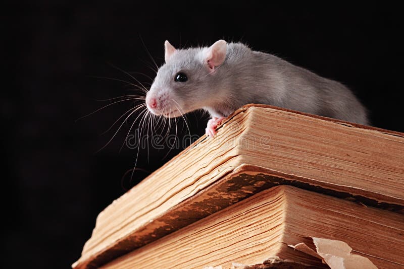 Rat in library