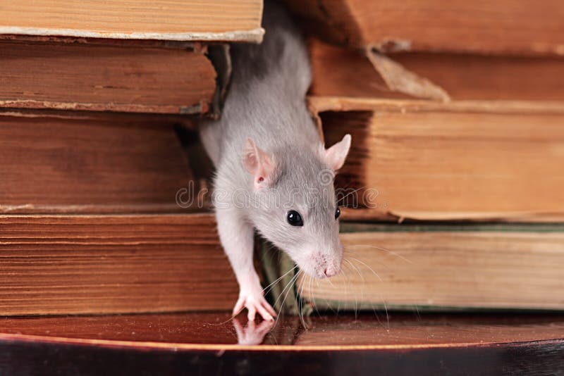 Rat in library