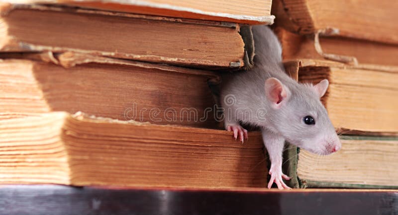 Rat in library