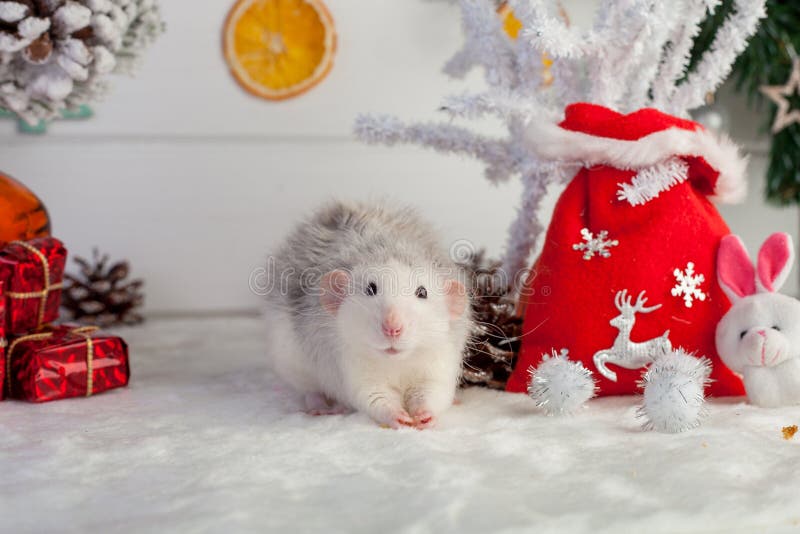 Rat mignon décoratif sur un fond des décorations de Noël image libre de droits Rat mignon décoratif sur un fond des décorations de Noël image libre de droits