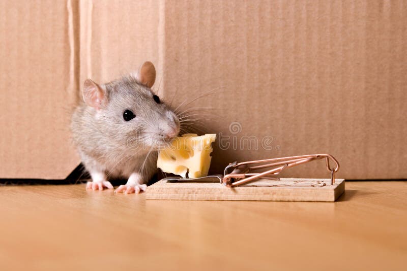 Rat, muizeval en kaas