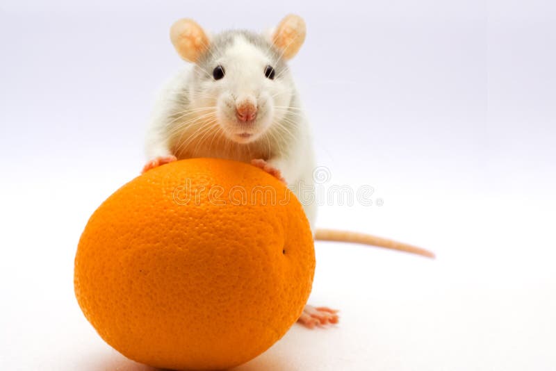 Rat with an orange