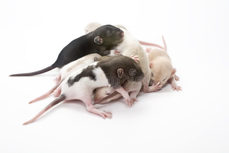 Rat Pile stock image. Image of pile, tail, collection 9849665