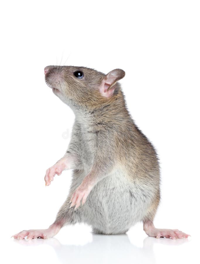Rat Posing on a White Background Stock Image Image of younganimal