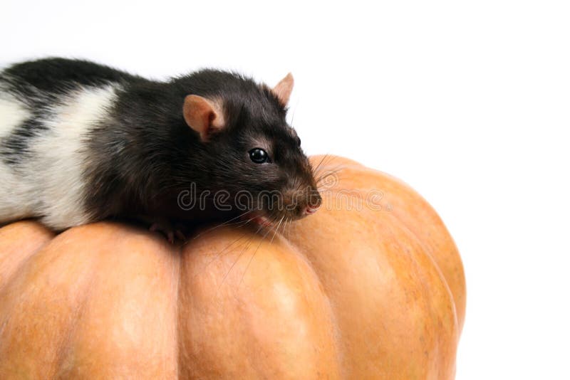 Rat on the pumpkin
