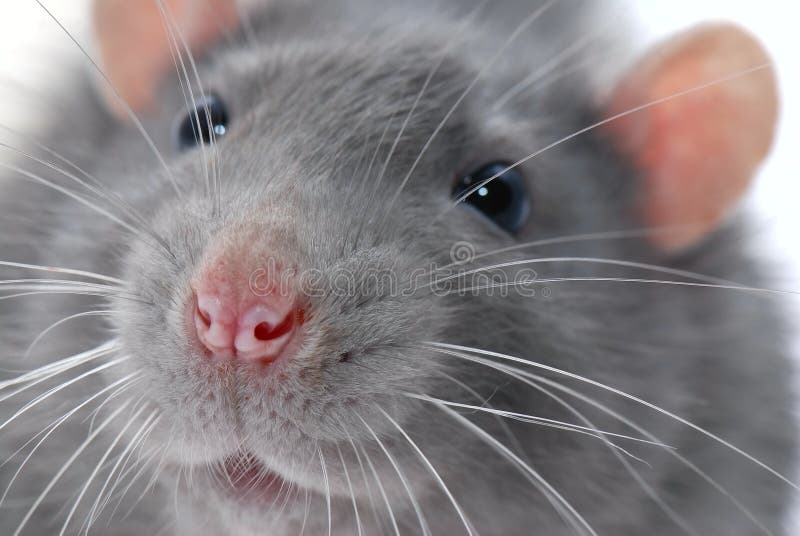 Rat's face stock image. Image of rodent, close, macro ...