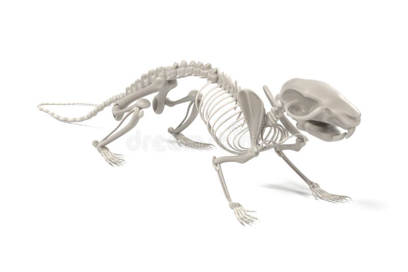 Rat skeleton stock illustration. Illustration of anatomy - 82189188