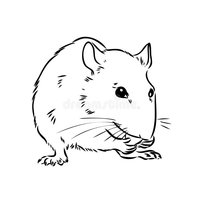Rat Sketch Drawn by Hand. Black and White Vector Illustration. Stock Vector Illustration of