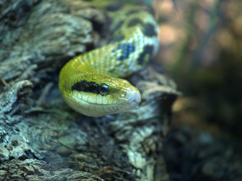 Rat snake