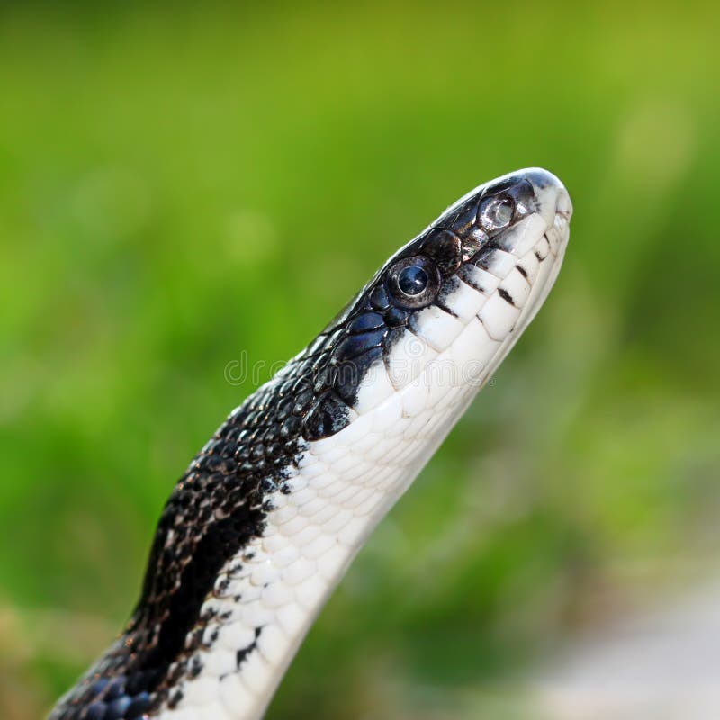 Rat Snake (Elaphe Obsoleta) Stock Image Image of environment, elaphe