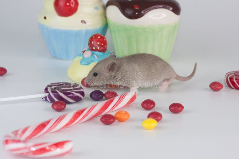 Rat and Sweet Candy. Cute Rodents Stock Image Image of candy