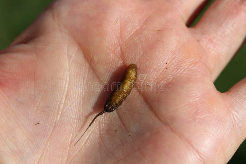 Rat-tailed Maggot in a Hand Stock Photo - Image of maggot, nature