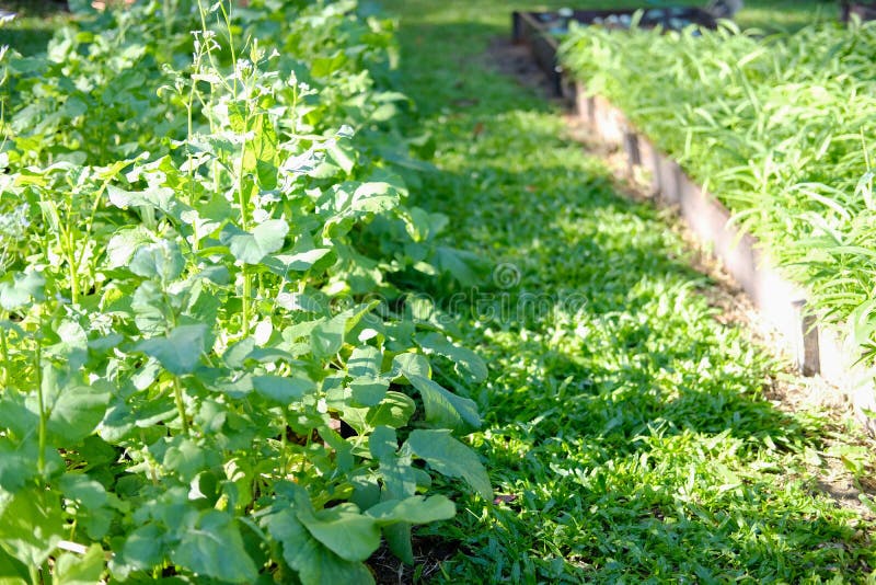 Rattailed Radish Plant Growing in Farm Stock Image Image of food