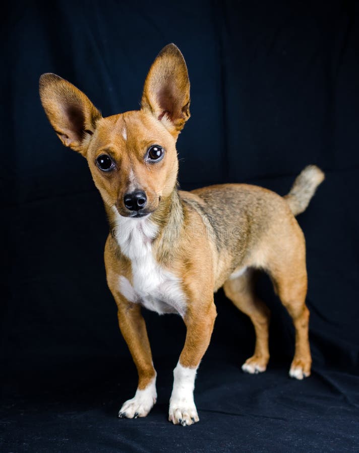 Rat Terrier Chihuahua Mix Brown Petfinder Dog Breeds Picture