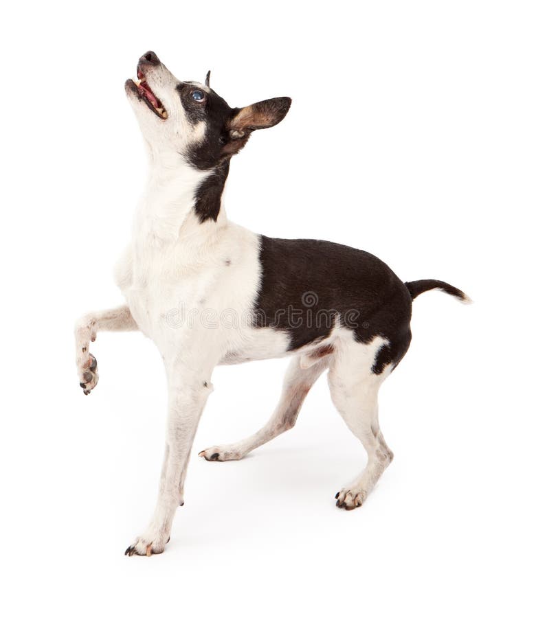 Rat Terrier Dog Looking Up For A Treat Stock Image Image of training