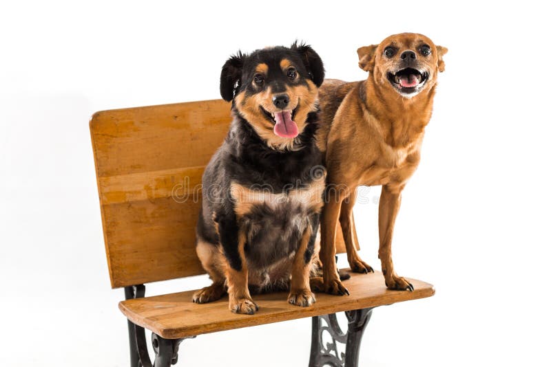 Rat Terrier and Mini Dachshund Stock Photo Image of sitting, breed