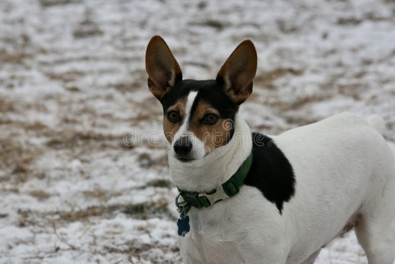 mexican rat terrier