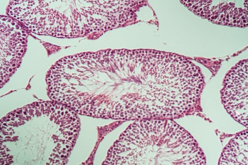 Rat Testicles with Sperm Tissue in Cross Section Stock Photo Image of