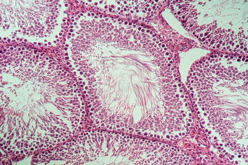 Rat testicles with sperm tissue in cross section